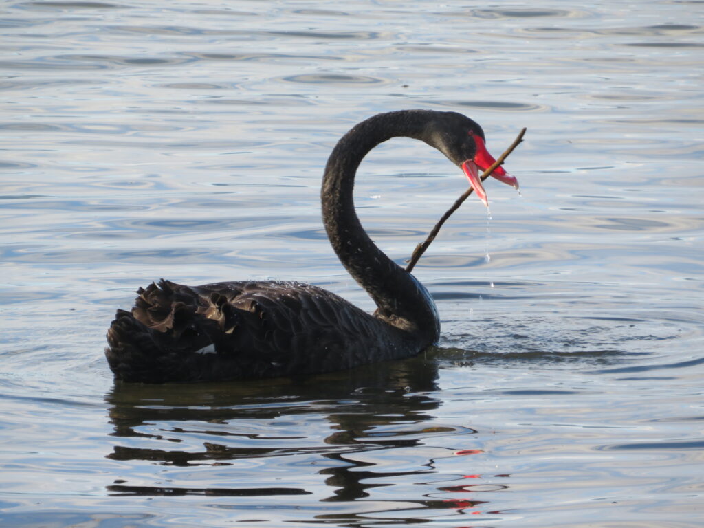 Black swan in Rotorua, NZ