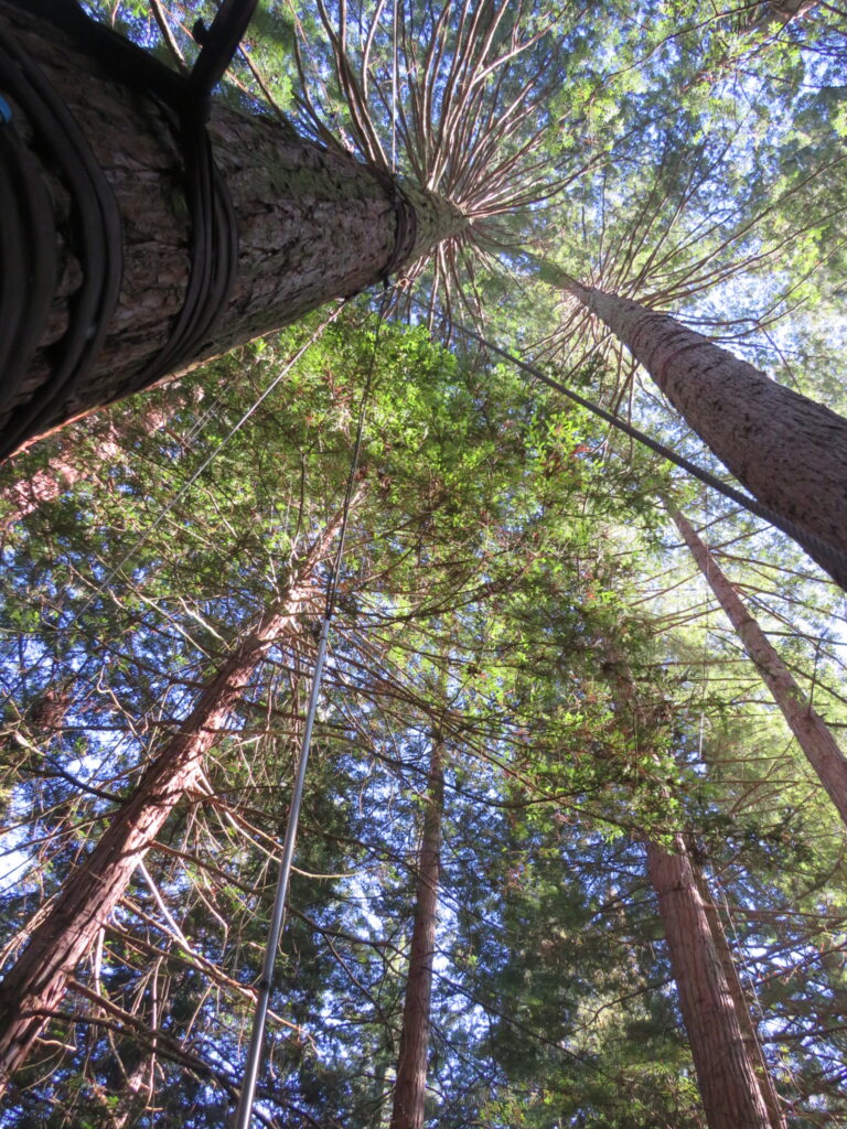 The Redwoods Treewalk in Rotorua, New Zealand