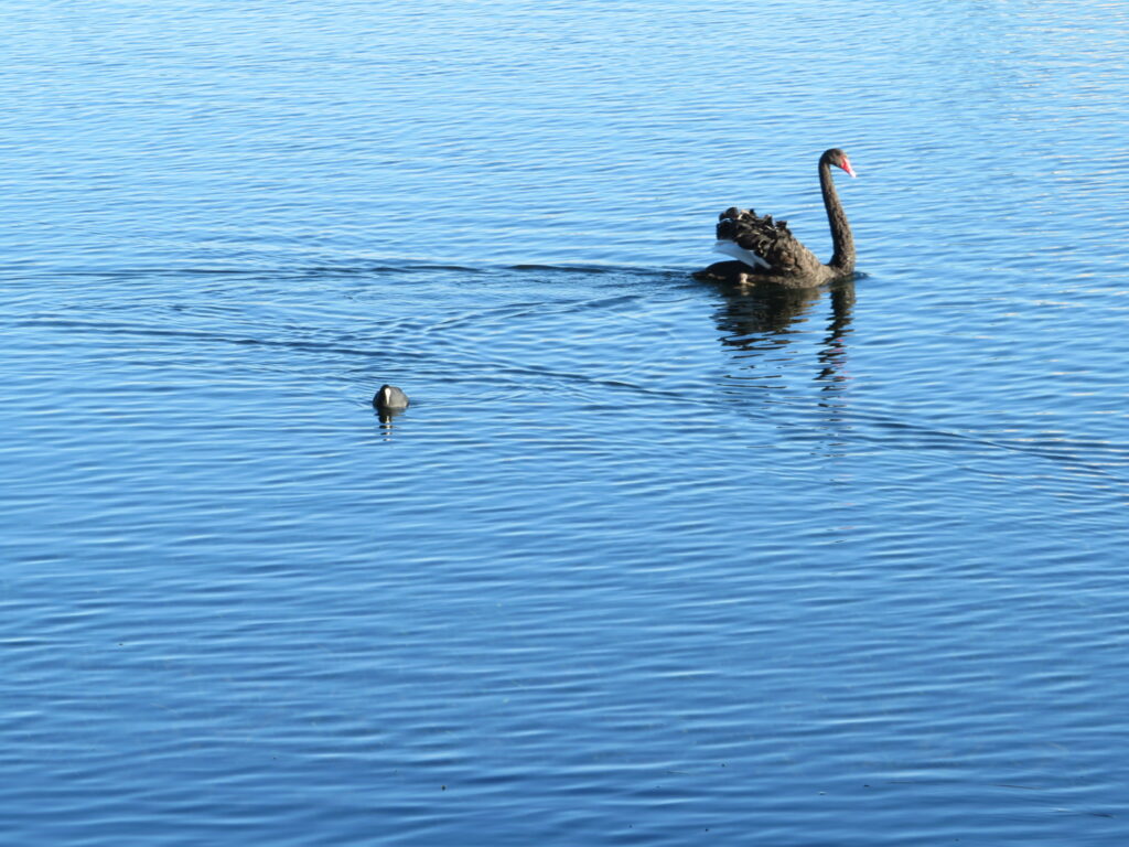 Black Swan & Baby at Takapuna Beach in Auckland, NZ